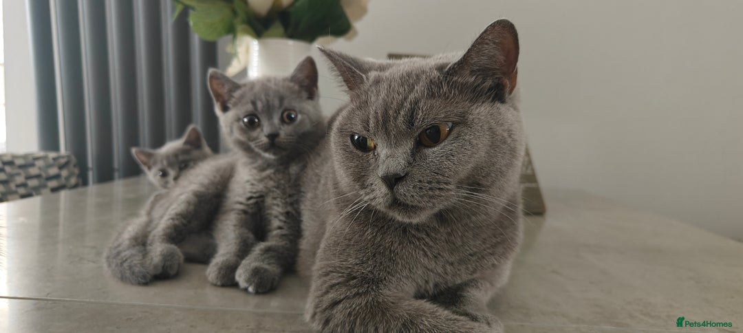 British Shorthair cats for sale: British shorthair blue / lilac kittens  - Image 24