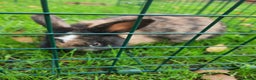Mixed Breed rabbits for sale: 3 Female and 1 male friendly playful lion head lop - Advert 2
