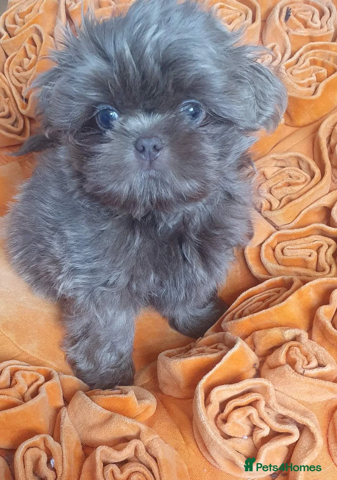 Shih Tzu dogs for stud: LAVENDER Tiniest lavender stud in Wales  in Cardiff - Advert 12