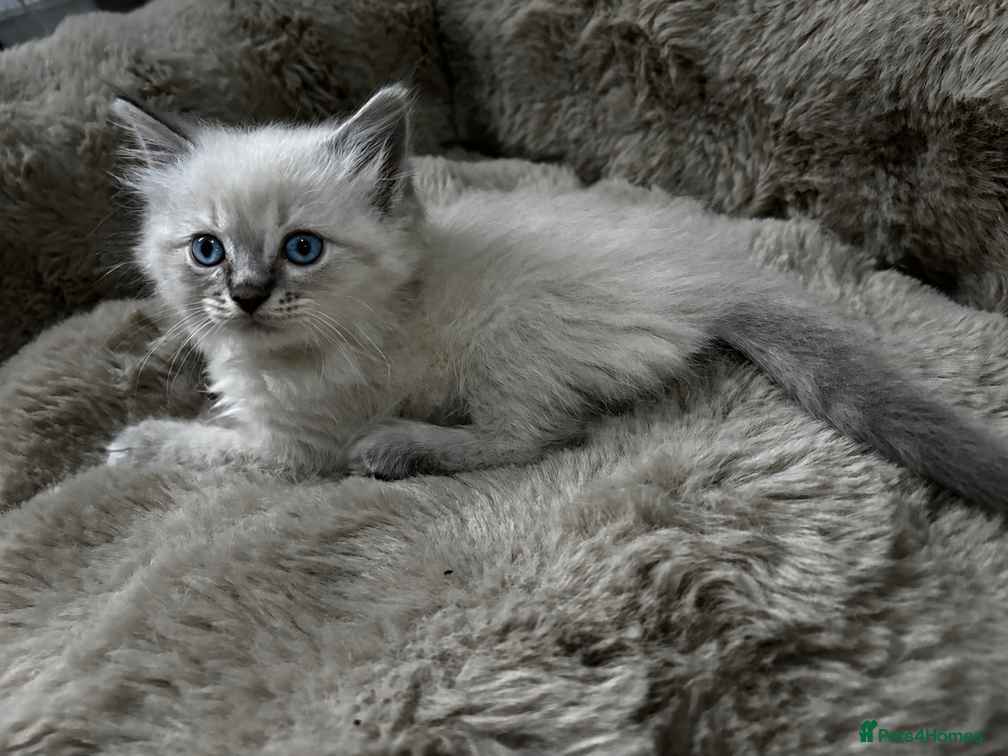 Ragdoll cats Gorgeous ragdoll kittens - Advert 12