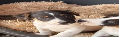 Jack Russell 5