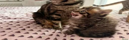 British Shorthair cats for sale: Adorable Kittens Looking for Loving Homes 🐾 - Advert 14