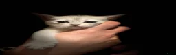 Abyssinian cats for sale: ✨ EXCEPTIONAL CHAMPION LINES – SILVER ABYSSINIAN ✨ - Advert 15