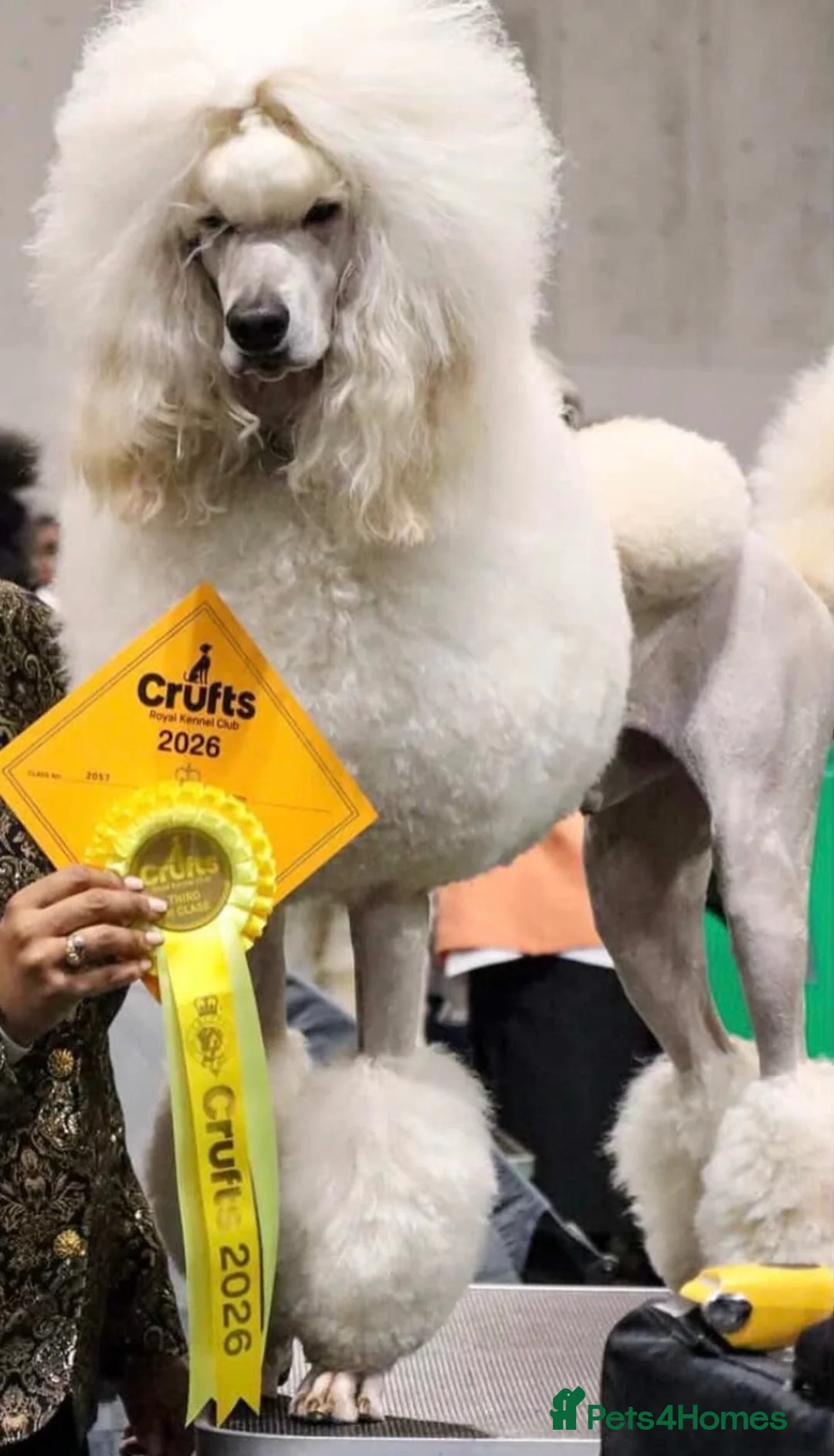Standard Poodle dogs for stud: KC standard poodle for stud  - Advert 4