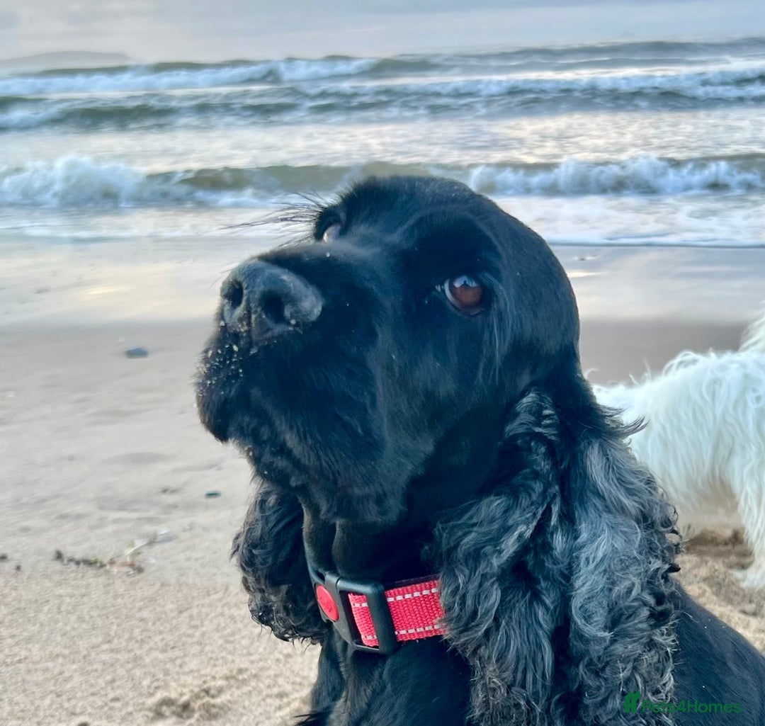 Cocker Spaniel dogs for sale: Show-Quality Cocker Spaniel Puppies  - Advert 3