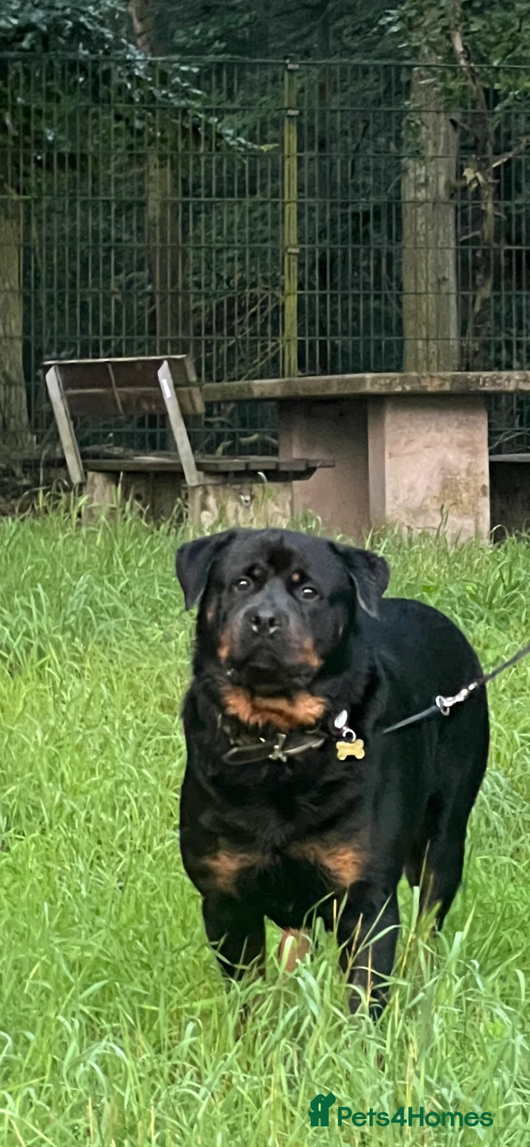 Rottweiler dogs for stud: Max Champion  in Walsall - Advert 11