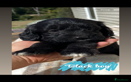 Cockapoo dogs for sale: Adorable cockerpoos  - Image 3