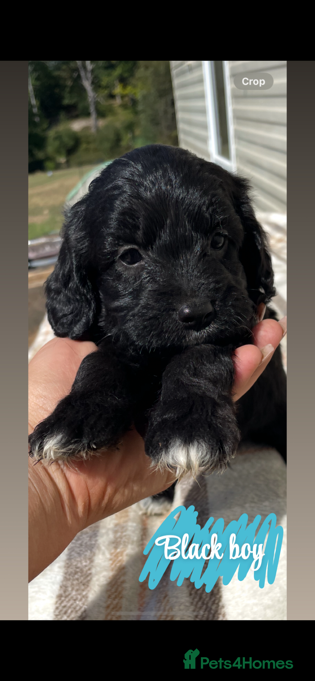 Cockapoo dogs for sale: Adorable cockerpoos  - Image 3