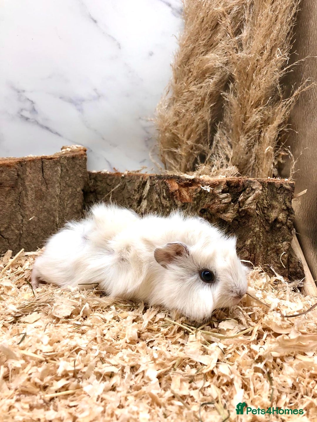 Guinea Pig rodents for sale: Multiple baby guinea pigs 💗 - Image 5