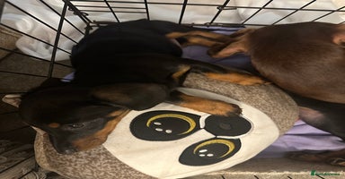 Dachshund dogs 1 handsome Dachshund Boy left - Advert 2