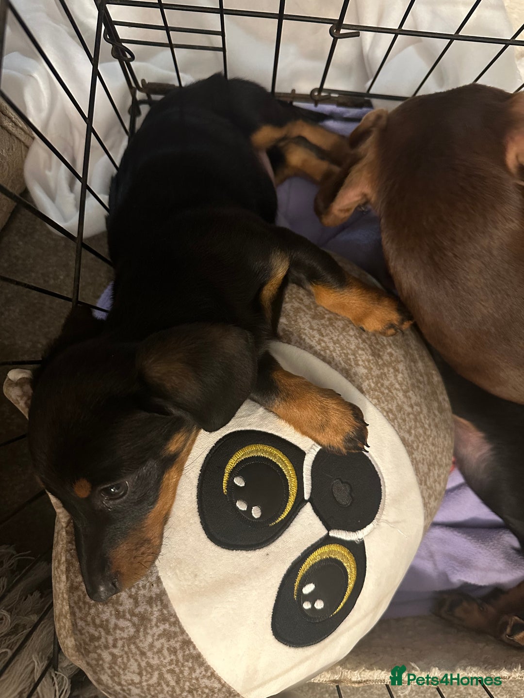 Dachshund dogs for sale: 1 handsome Dachshund Boy left - Advert 3