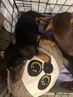 Dachshund dogs 1 handsome Dachshund Boy left - Advert 2