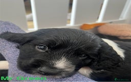 Sprocker dogs for sale: Sprocker Spaniel Puppies - Image 7