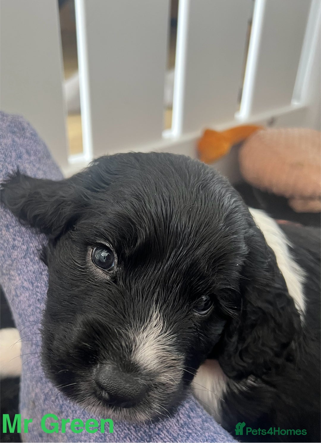 Sprocker dogs for sale: Sprocker Spaniel Puppies - Image 7