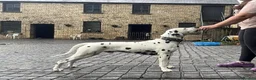 Dalmatian dogs for stud: CRUFTS QUALIFIED FOR LIFE HEALTH TESTED in Aberdare - Advert 12