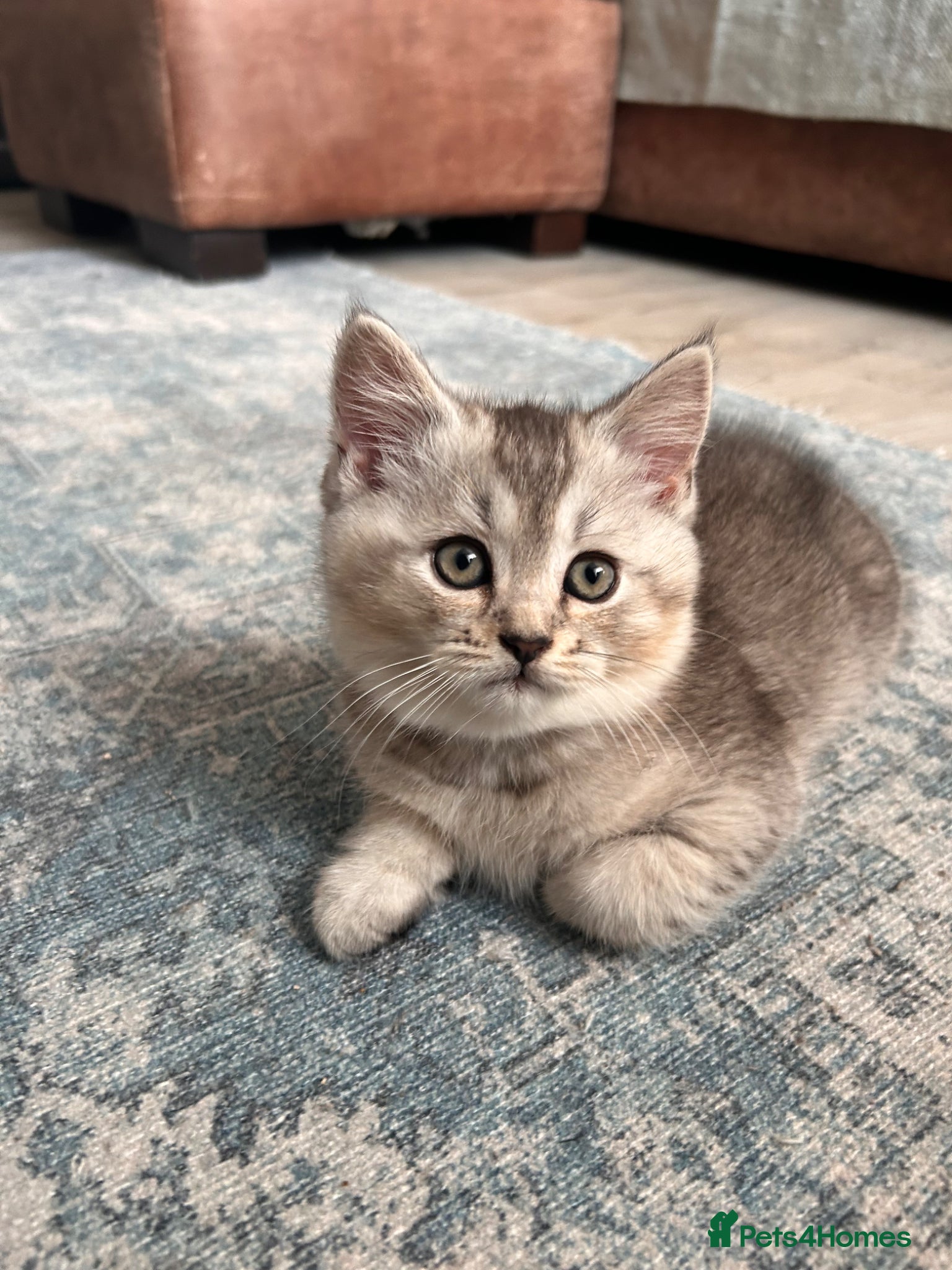 Scottish Fold cats Two little buddies looking for home - Advert 1