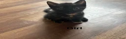 Mixed Breed cats for sale: 5 kittens ready for new homes.  - Advert 3