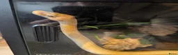 Python Snake reptiles for sale: Banana pinstripe royal python  - Advert 1