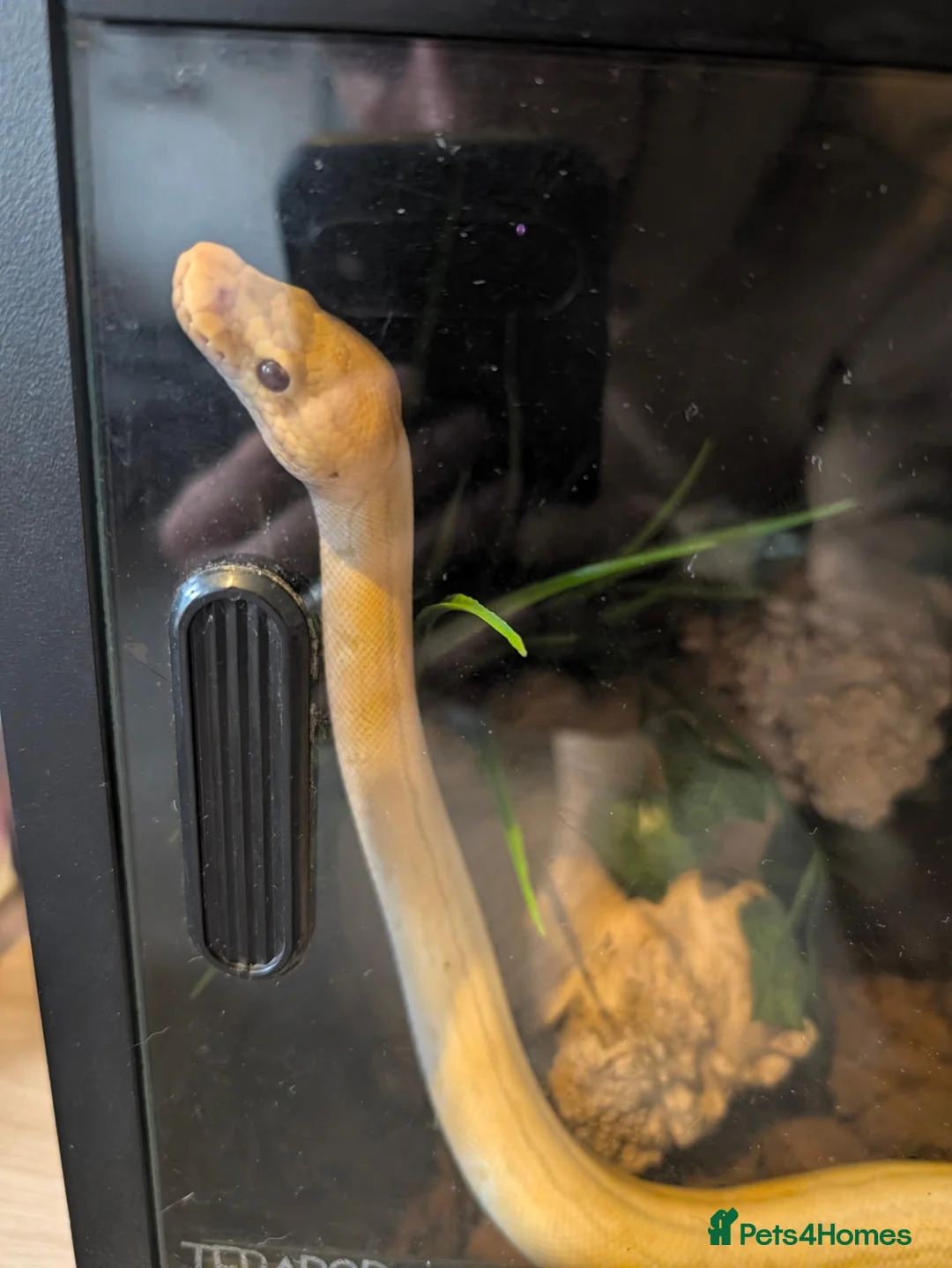 Python Snake reptiles for sale: Banana pinstripe royal python  - Advert 1