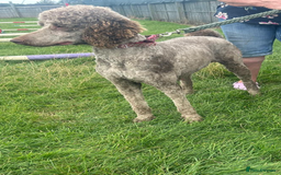 Standard Poodle dogs for sale: Gorgeous Chocolate Standard Poodle Ladies  - Image 6