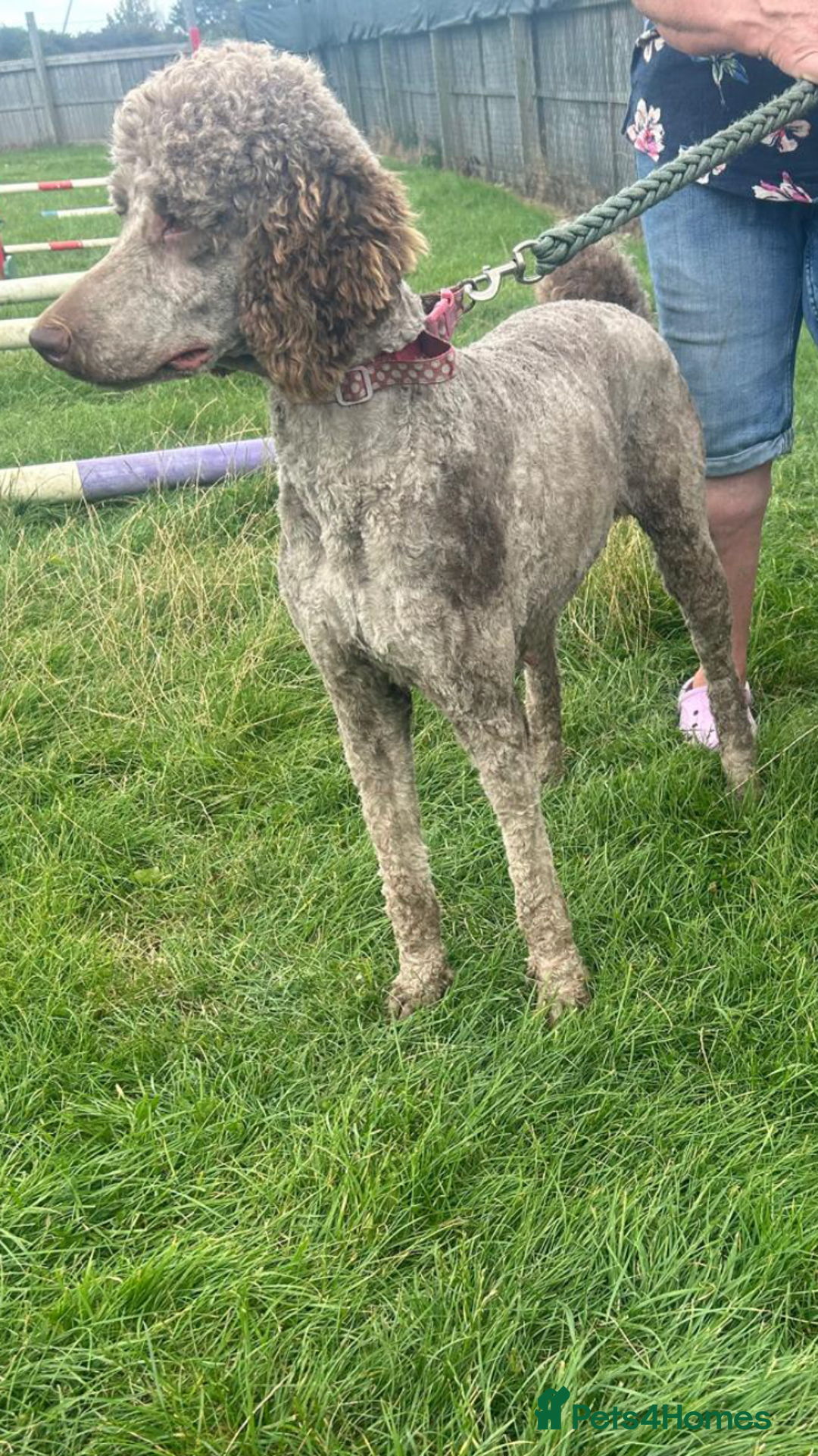 Standard Poodle dogs for sale: Gorgeous Chocolate Standard Poodle Ladies  - Image 6
