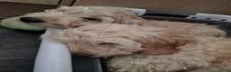 Cockapoo dogs for sale: 5 month old Cockapoo female puppies - Advert 5