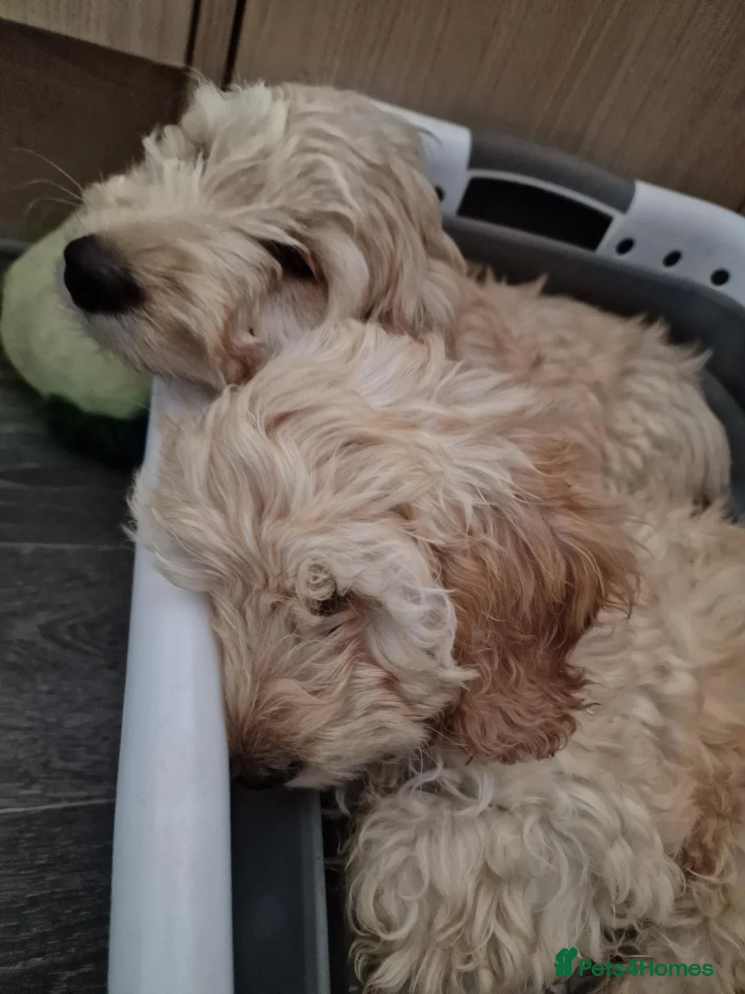 Cockapoo dogs for sale: 5 month old Cockapoo female puppies - Advert 5