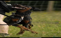 Dobermann dogs for sale: *Stunning Top/Best Bloodline Dobermanns For Sale* - Image 20