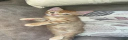 British Shorthair cats for sale: 2 male & 1 female kitten  - Advert 4