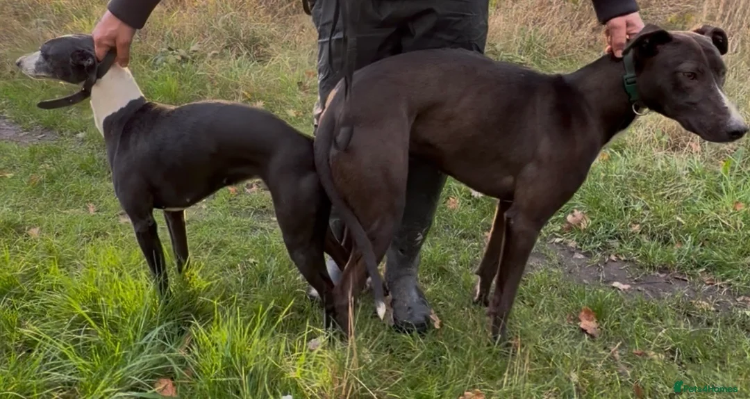 Mixed Breed dogs for sale: 🔥 Whippet Bull Wheaten Greyhound Puppies 🔥 - Advert 3