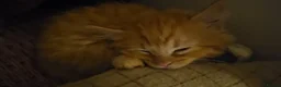 Mixed Breed cats for sale: Elven Bengal Kittens  - Advert 16