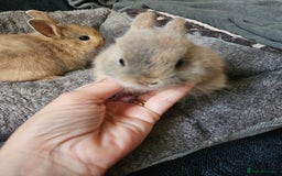 Netherland Dwarf rabbits for sale: Harlequin Netherland Dwarf bunnies  - Advert 17