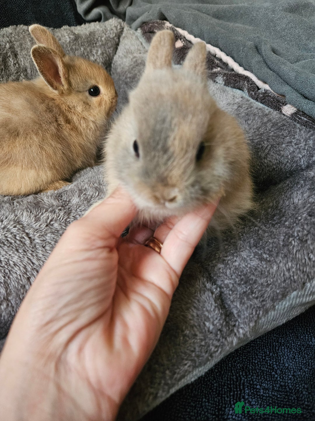 Netherland Dwarf rabbits for sale: Harlequin Netherland Dwarf bunnies  - Advert 17