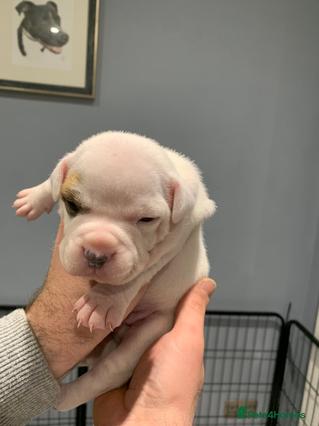 Staffordshire Bull Terrier dogs for sale: Staffordshire Bull terrier Puppies  - Image 5