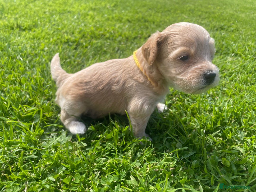 Maltipoo dogs for sale: Adorable F1b Maltipoo Puppies 4 Boys Available 🐾 - Image 6