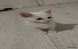 Mixed Breed cats for sale: 2 white kittens  - Image 2