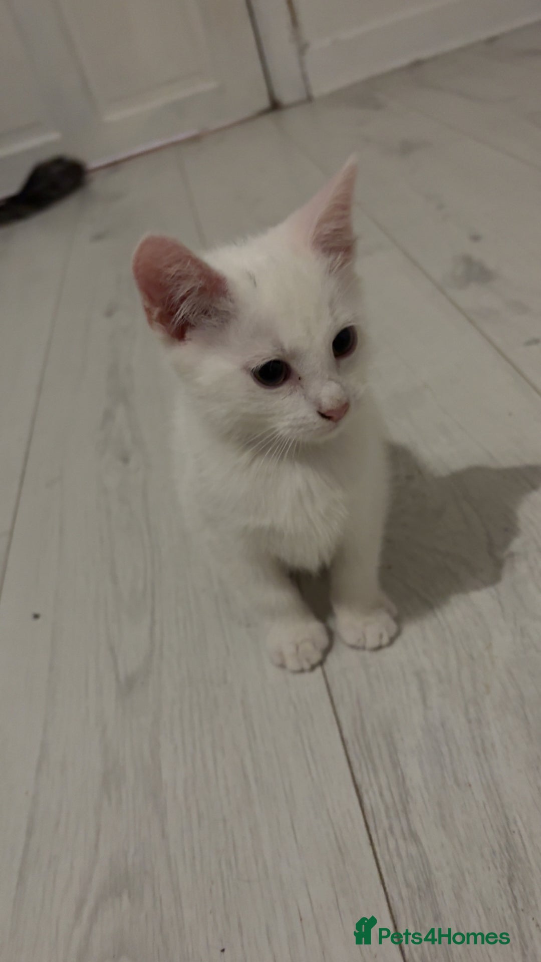 Mixed Breed cats for sale: 2 white kittens  - Image 2