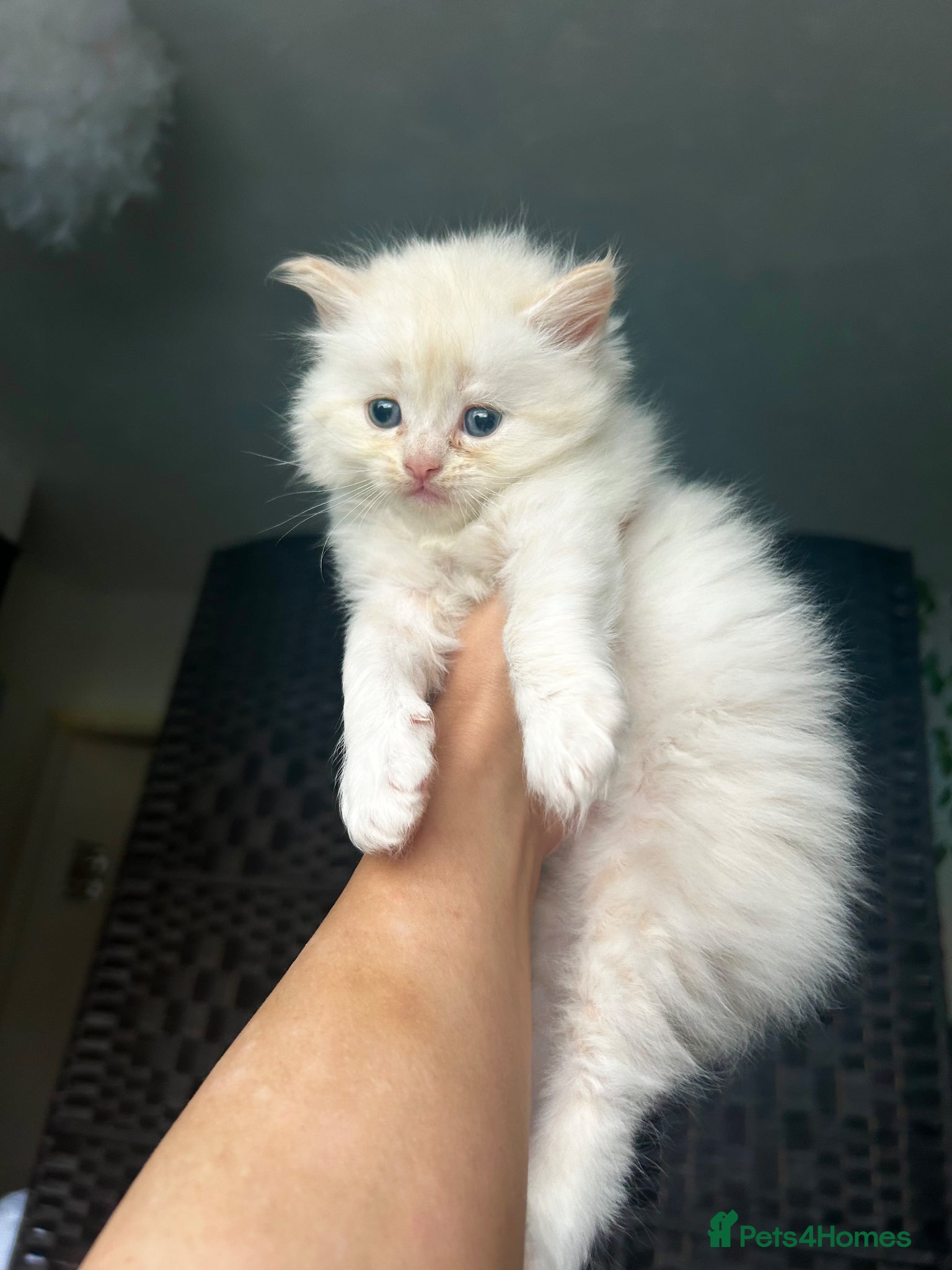 Perdoll cats for sale: Persian Kitty’s for sale 🩶 - Advert 12