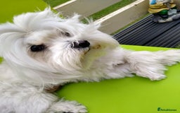 Maltese dogs for stud: Scottish Romeo waiting for Juliet  in Livingston - Image 3