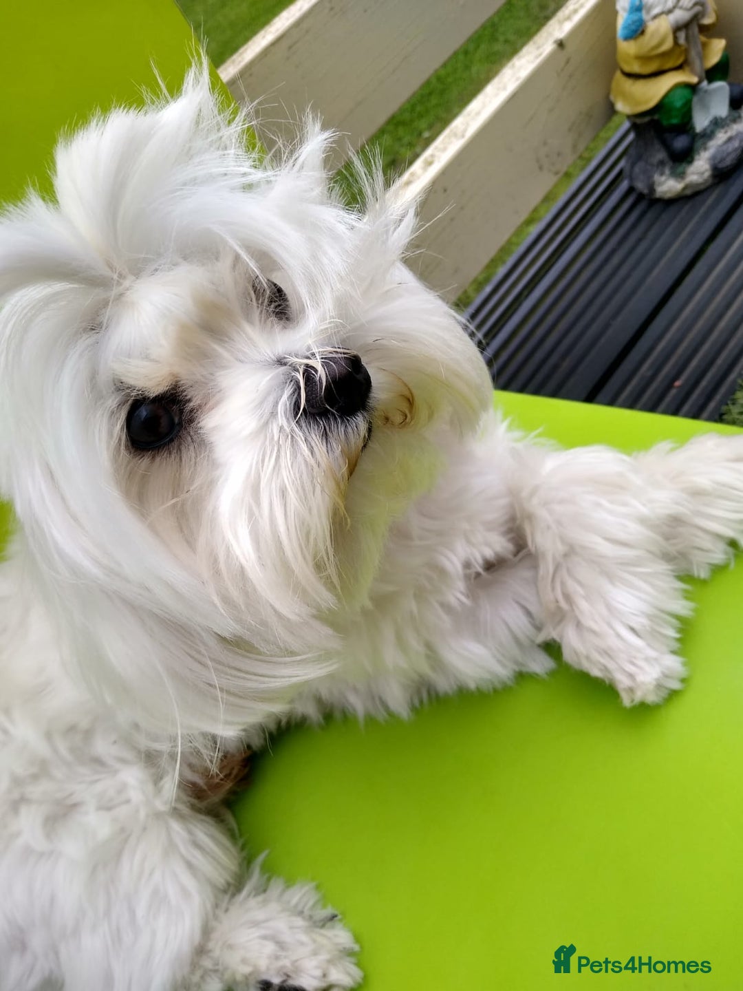 Maltese dogs for stud: Scottish Romeo waiting for Juliet  in Livingston - Image 3