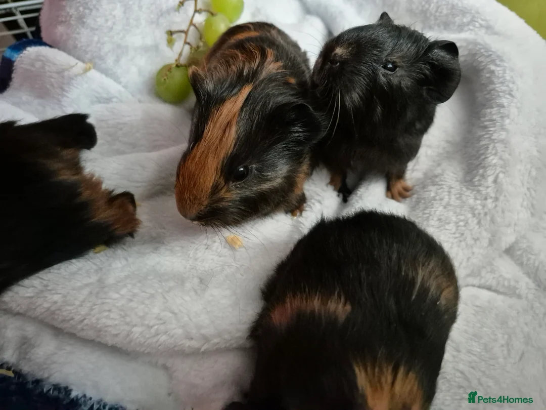 Guinea Pig rodents for sale: 2 female guinea pigs - Advert 6