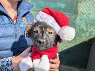 Mixed Breed dogs (A pinch of)Parsley! - Advert 1