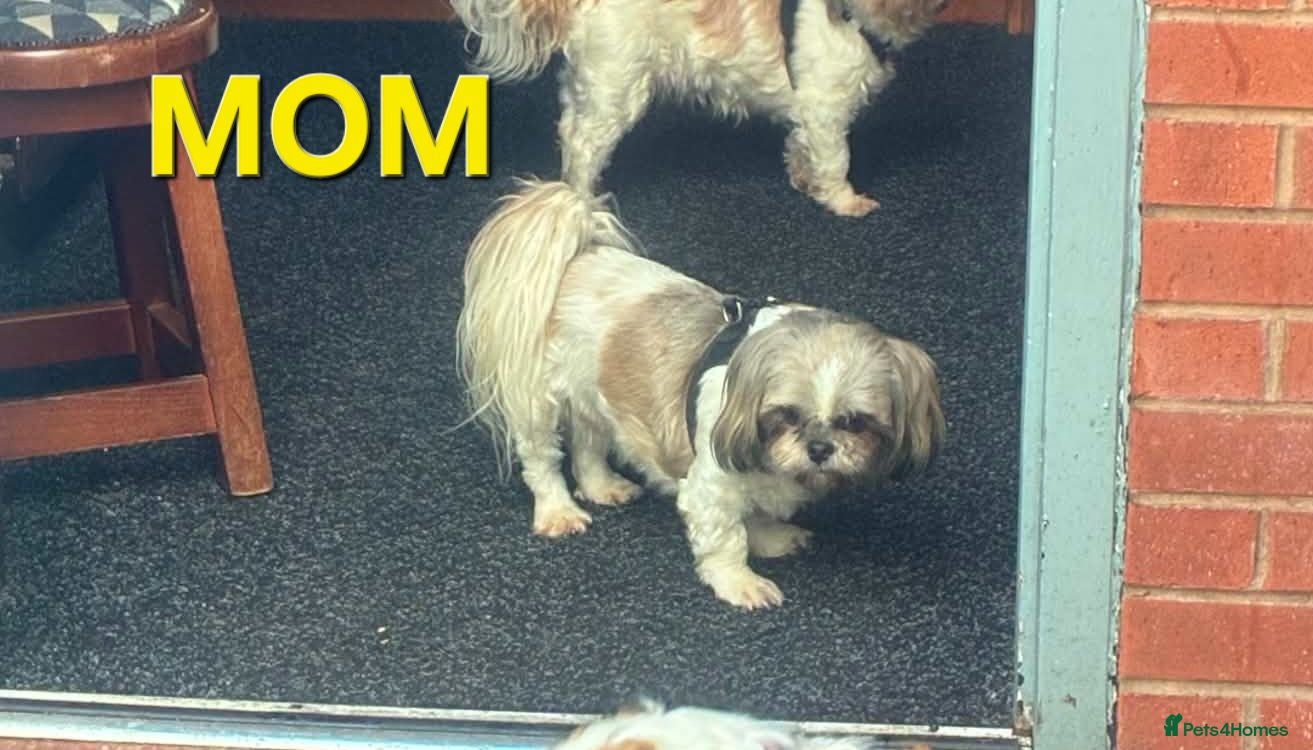 Shih Tzu dogs Imperial shih tzu puppies  - Advert 2