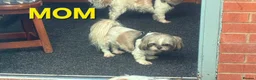 Shih Tzu dogs for sale: Imperial shih tzu puppies  in Walsall - Advert 2