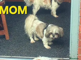 Shih Tzu dogs Imperial shih tzu puppies READY TO LEAVE - Advert 2