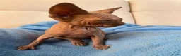 Sphynx cats for sale: 6 tica registered Sphynx Kittens in London - Advert 13