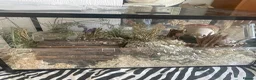 Hamster rodents for sale: Full hamster setup with hamster  - Advert 1