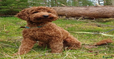 Cockapoo dogs - Advert 3