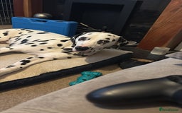 Dalmatian dogs for sale: Heartbreaking Sale – 2-Year-Old Male Dalmatian - Image 2