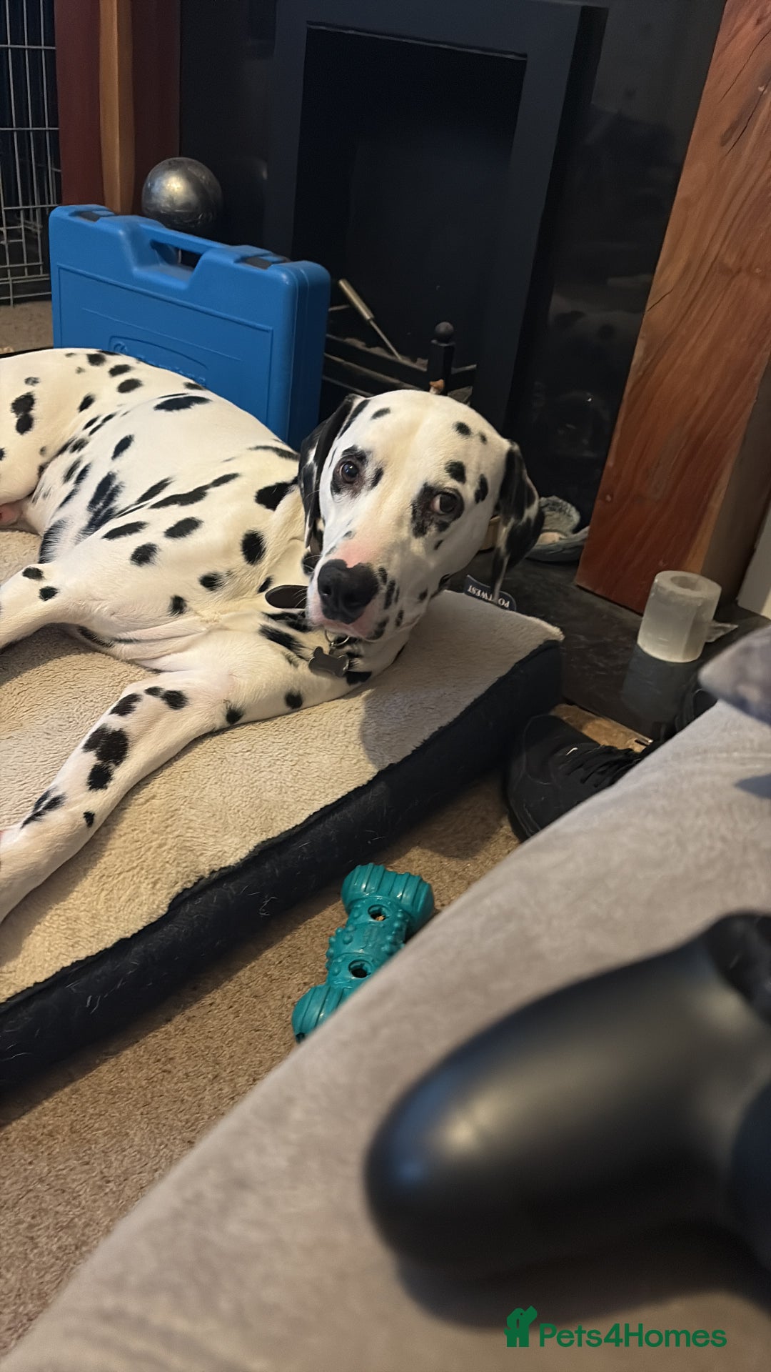 Dalmatian dogs for sale: Heartbreaking Sale – 2-Year-Old Male Dalmatian - Image 2